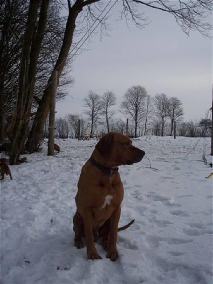 Rhodesian ridgeback peter billede 7