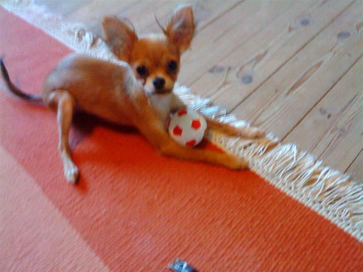 Russisk toy terrier Favorit Style Skazka  - 3.5 måneder gammel billede 1