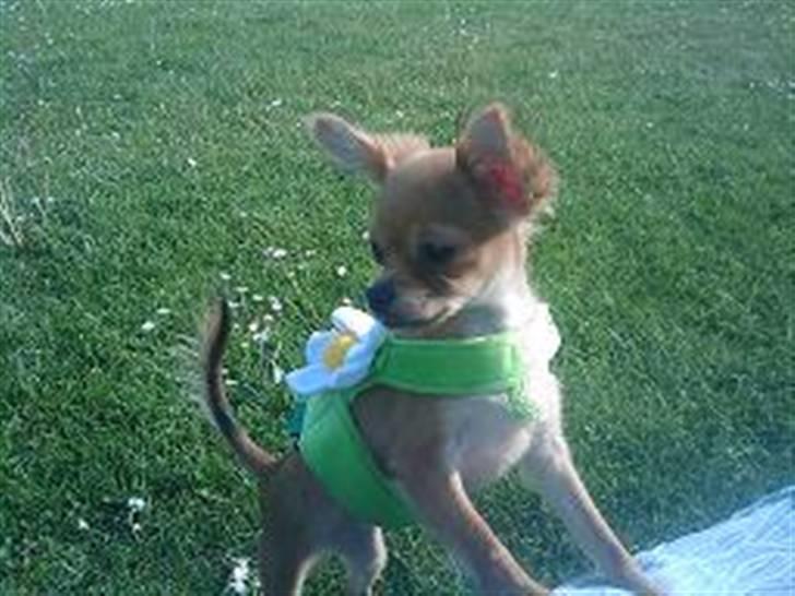 Russisk toy terrier Favorit Style Skazka  - Hvem er den smukkeste blomst her? billede 4