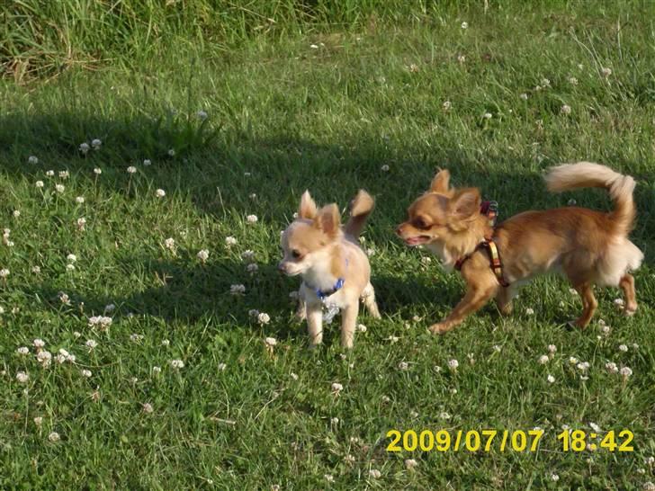 Chihuahua R.I.P MILO. Puccini de la mariposa bonita - milo og gizmo, sommer 2009  billede 7