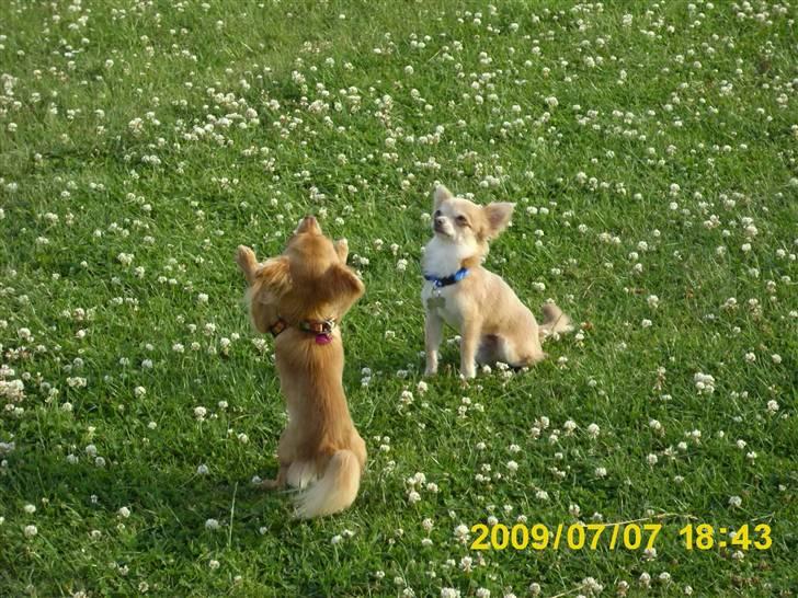 Chihuahua R.I.P MILO. Puccini de la mariposa bonita - tigger godbid milo: næh jeg danser ik jeg får en godbid aligevel billede 8