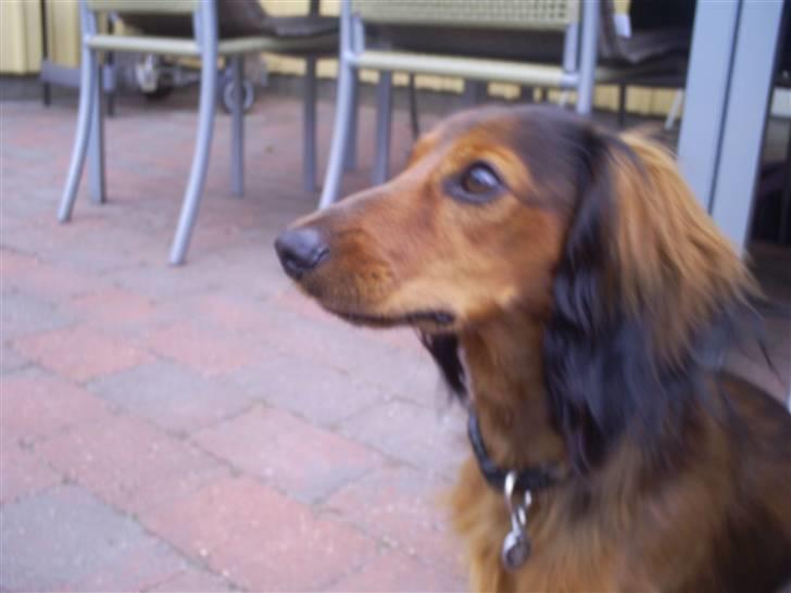 Gravhund Ernie billede 7