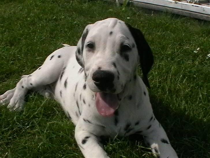 Dalmatiner Buller billede 3