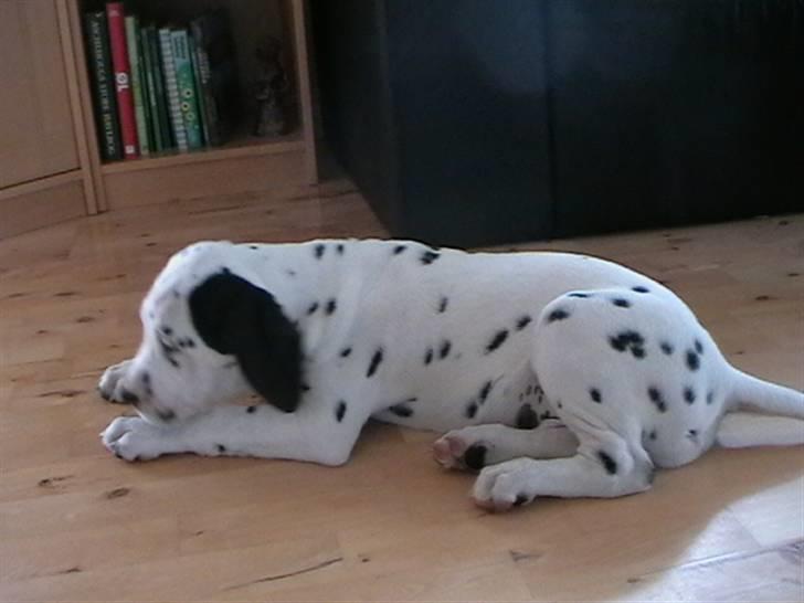 Dalmatiner Buller billede 4