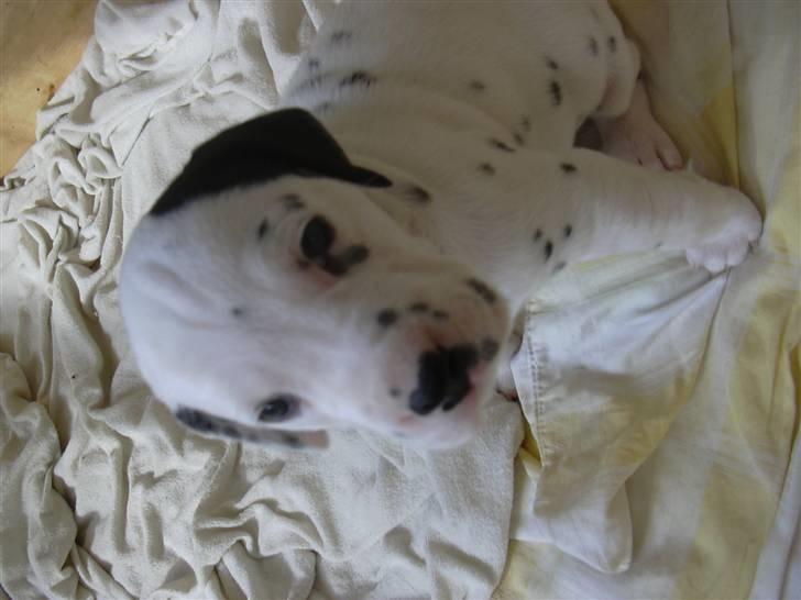 Dalmatiner Buller billede 5