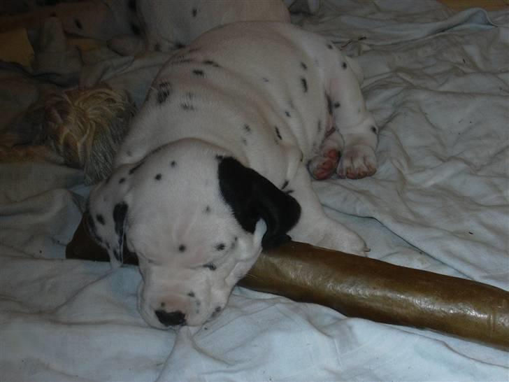 Dalmatiner Buller billede 6