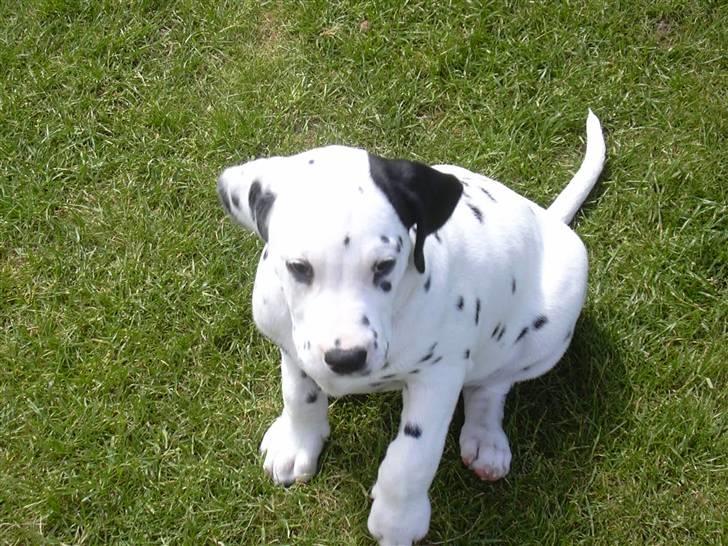 Dalmatiner Buller billede 7
