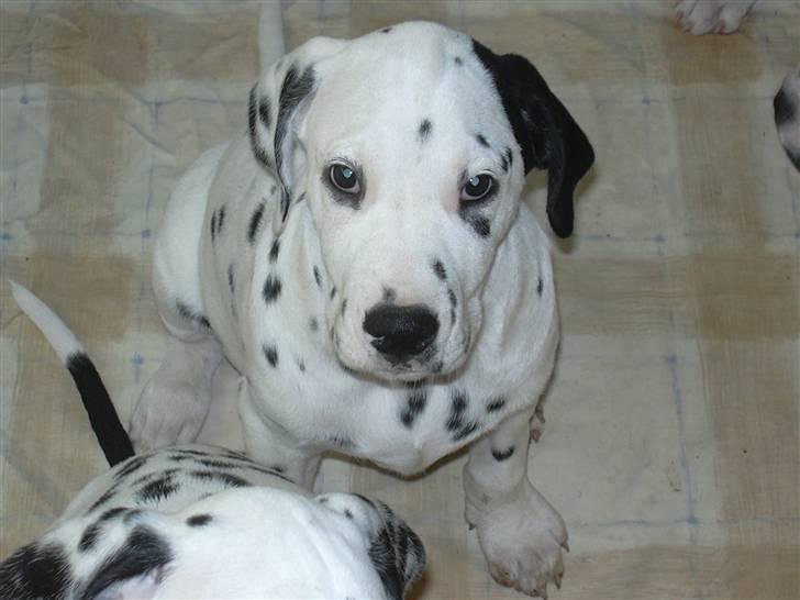 Dalmatiner Buller billede 8