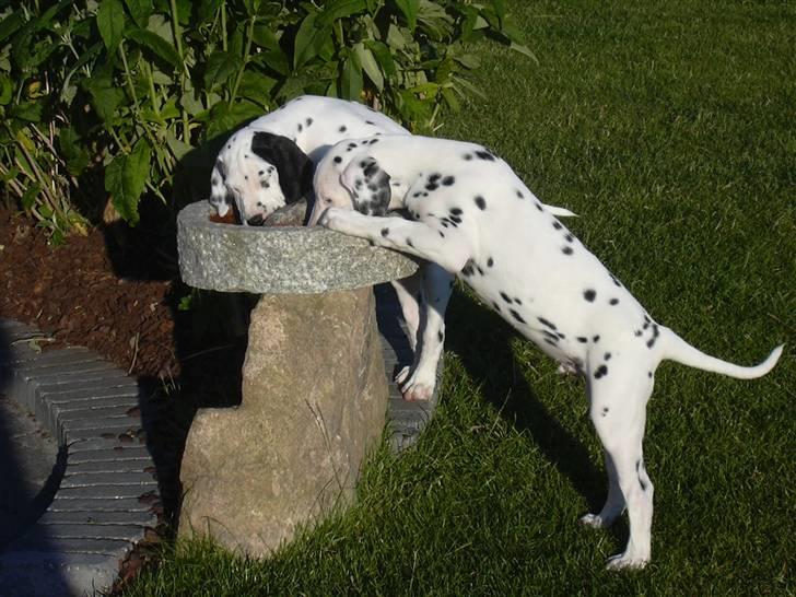 Dalmatiner Buller billede 9
