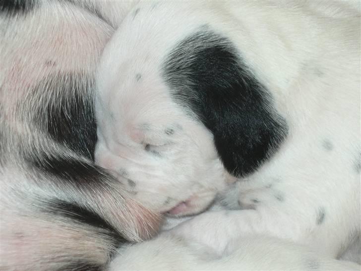 Dalmatiner Buller billede 10