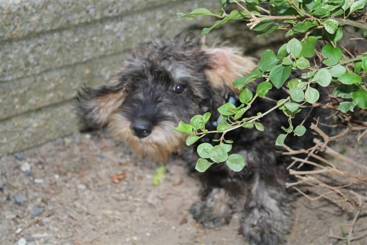 Gravhund Charletan`s Pepper - velkommen til min profil (1) billede 1