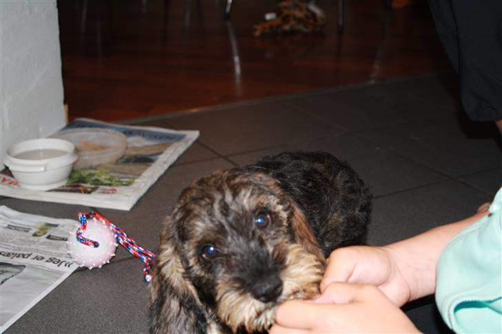 Gravhund Charletan`s Pepper billede 2