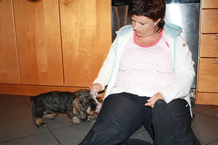 Gravhund Charletan`s Pepper billede 3