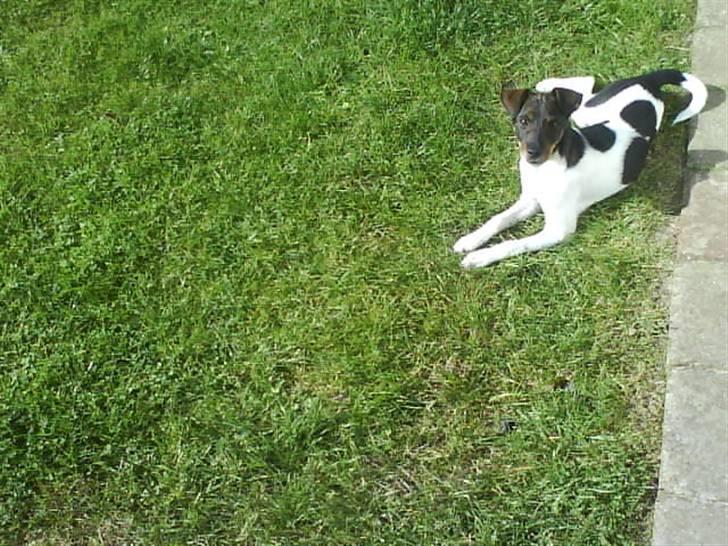 Dansk svensk gaardhund Bastian billede 19