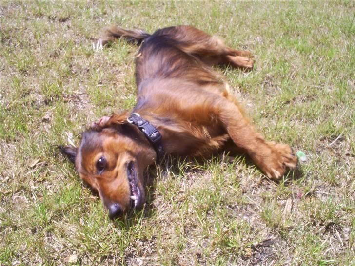 Gravhund Ernie billede 8