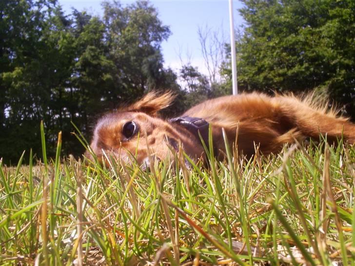 Gravhund Ernie billede 9