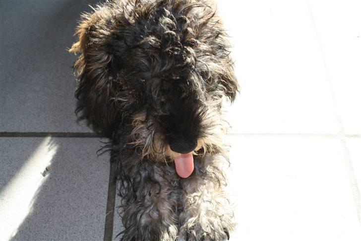 Gravhund Charletan`s Pepper billede 5