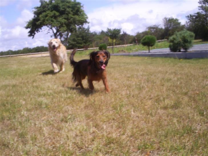 Gravhund Ernie billede 10