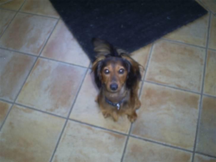 Gravhund Ernie billede 11