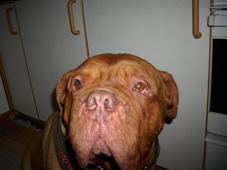 Dogue de bordeaux Omerta - jeg går aldrig i glemmebogen for jeg var så sød.... billede 1