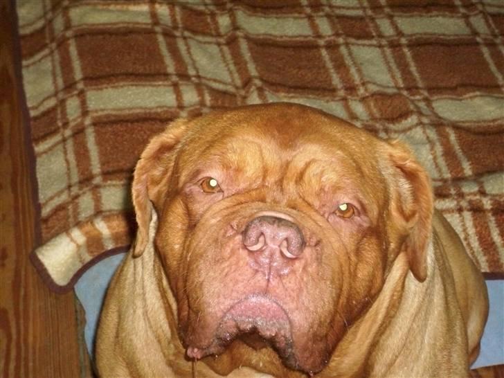 Dogue de bordeaux Omerta - jeg kan ikke se nogen deller nogen steder .... billede 2