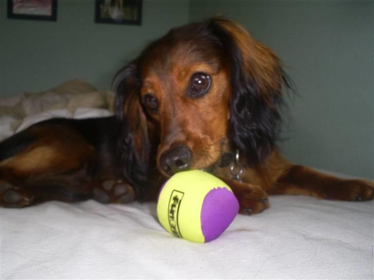 Gravhund Ernie billede 12