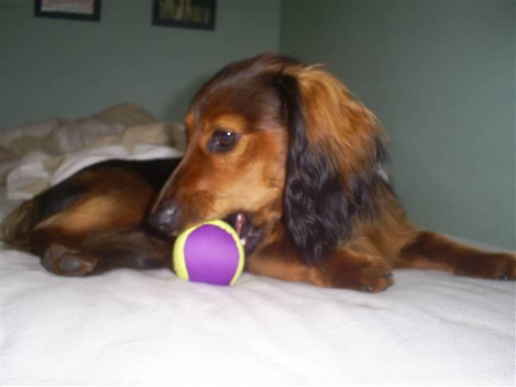 Gravhund Ernie billede 13