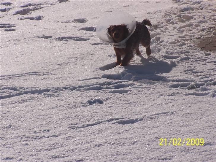 Gravhund Ernie billede 14