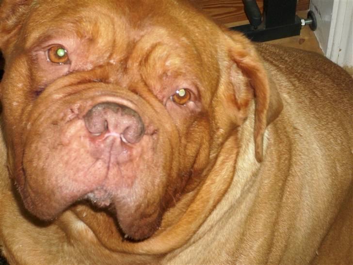 Dogue de bordeaux Omerta - fylder hele billedet ??? hva mener du ????? billede 3