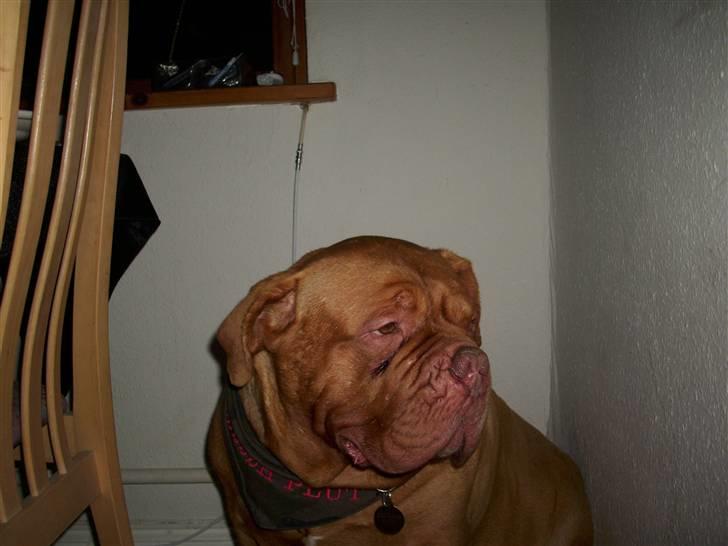 Dogue de bordeaux Omerta - en ener af kaliber ...man kun kan savnes og elskes billede 4