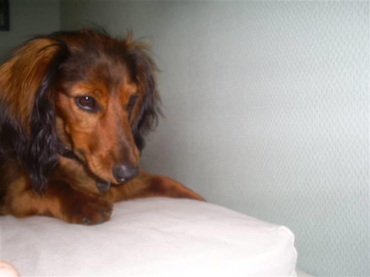 Gravhund Ernie billede 15