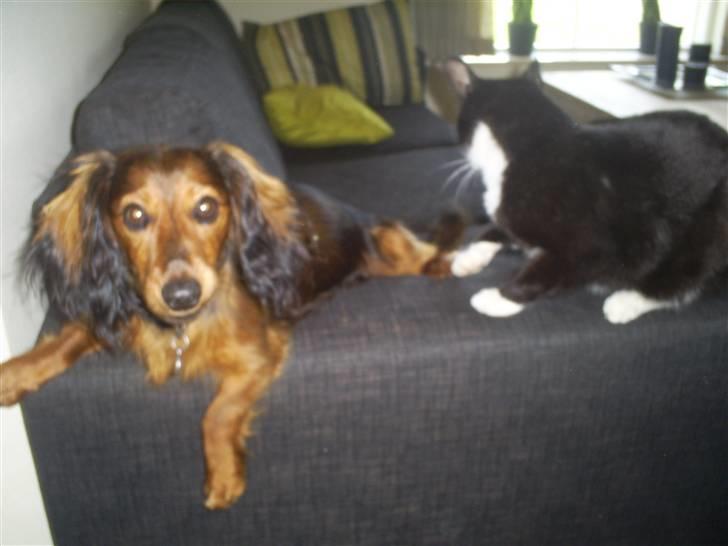 Gravhund Ernie billede 16