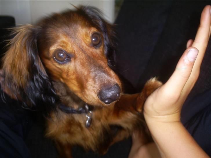 Gravhund Ernie - GIVE ME HIGHFIVE ;D billede 17