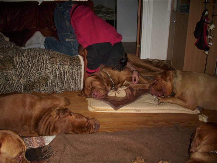 Dogue de bordeaux Omerta - med mad i munden  og en total selvsikker råhygger , er som hun huskes  billede 5