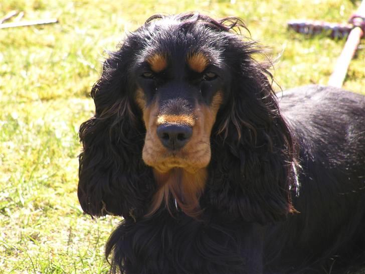 Cocker spaniel Sille<33 - sille i haven <33 billede 1