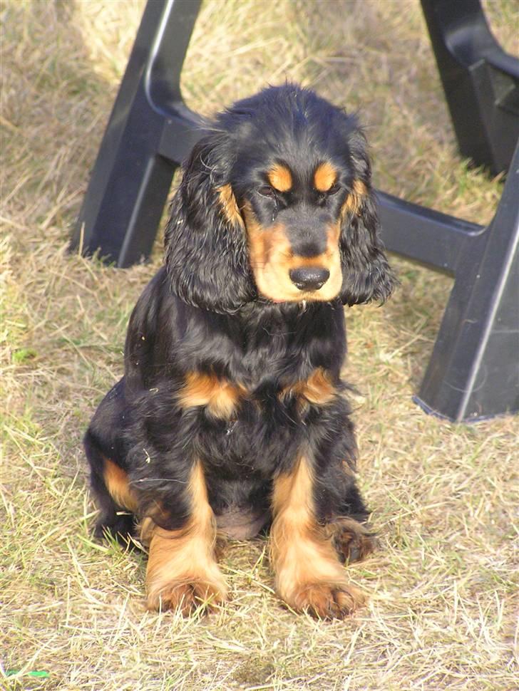 Cocker spaniel Sille<33 - sille er ikk så stor der, men med på camping <33 billede 2