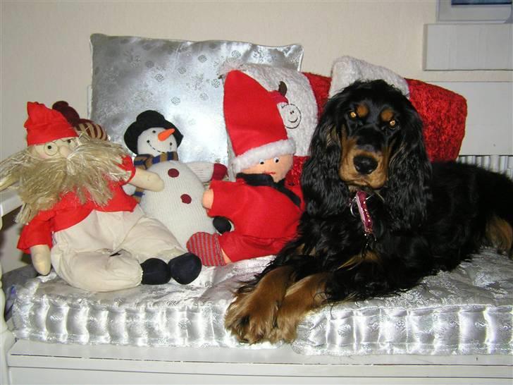Cocker spaniel Sille<33 - sille holder jul !<3 billede 3