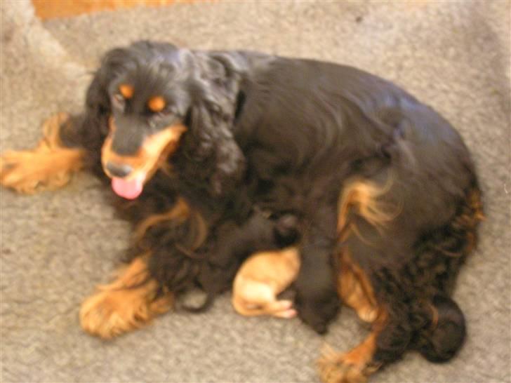 Cocker spaniel Sille<33 - sille og hendes hvalpe<3 billede 4