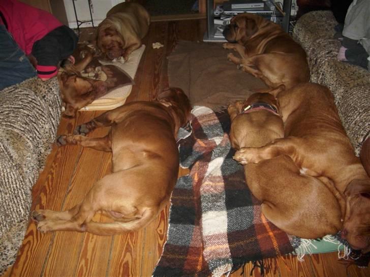 Dogue de bordeaux Omerta - alle dem som savner mig .... men jeg er her stadig i ånden ..for her er så skide hyggeligt  billede 6