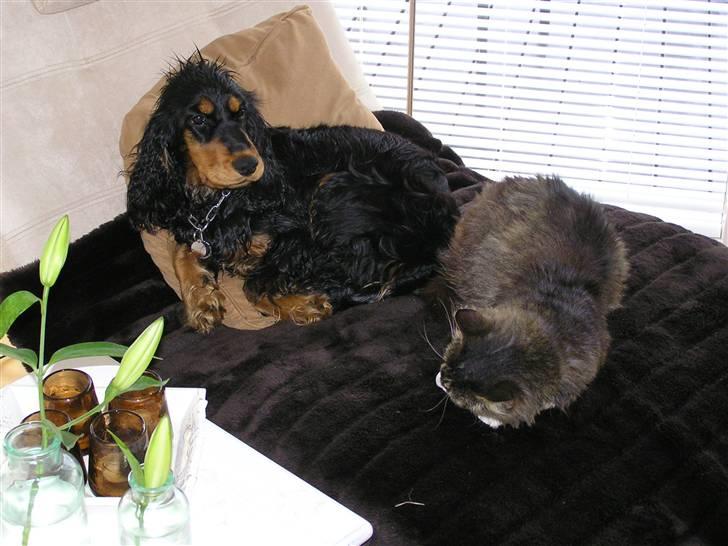 Cocker spaniel Sille<33 - sille hygger med missel efter en snebold kamp<3 billede 5