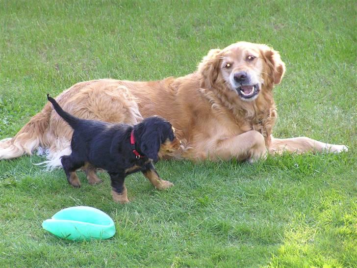 Cocker spaniel Sille<33 - sille som hvalp<33 billede 6