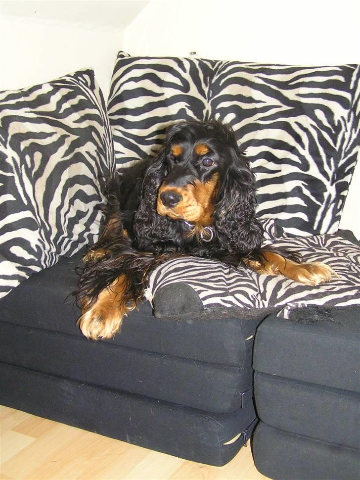 Cocker spaniel Sille<33 - zebra sille<33 billede 7