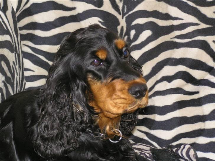 Cocker spaniel Sille<33 - er hun ikke flot ? <33 billede 8