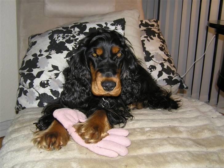 Cocker spaniel Sille<33 - sille er en tyv hehe <33 billede 9