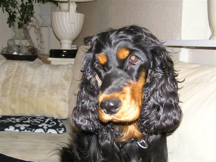Cocker spaniel Sille<33 - nuu<33 billede 10