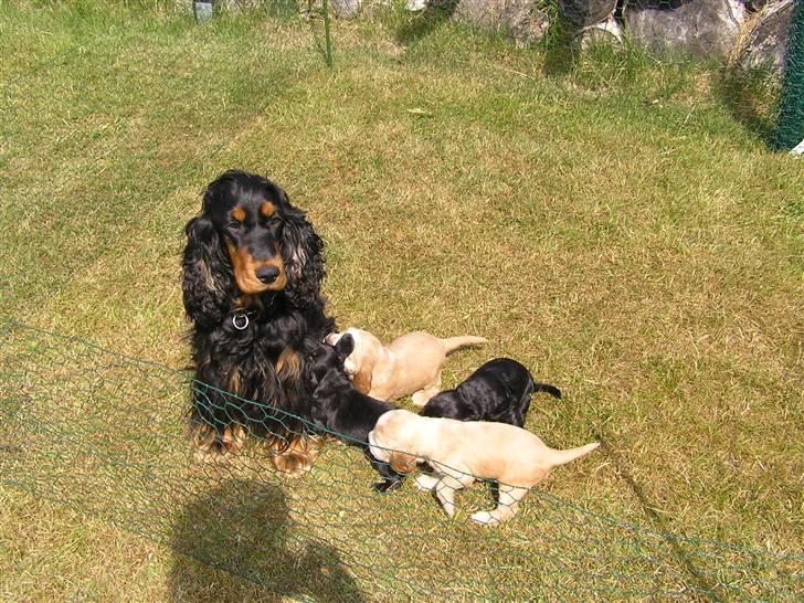 Cocker spaniel Sille<33 - sille med sine hvalpe i haven<33 billede 11