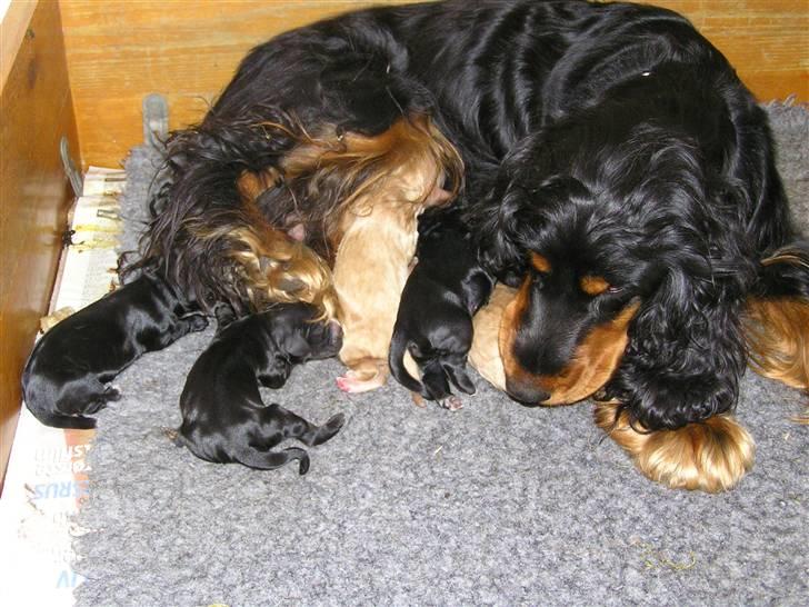 Cocker spaniel Sille<33 billede 12