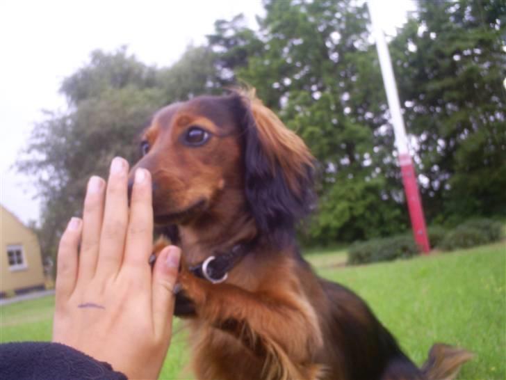 Gravhund Ernie billede 18