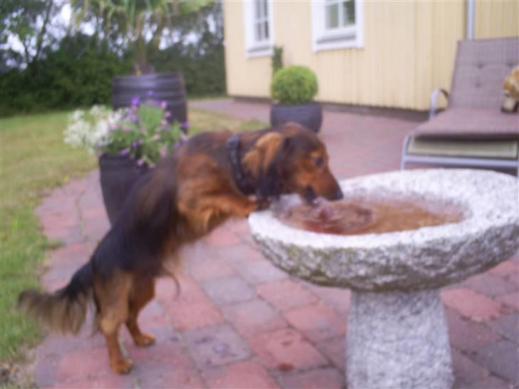 Gravhund Ernie billede 19