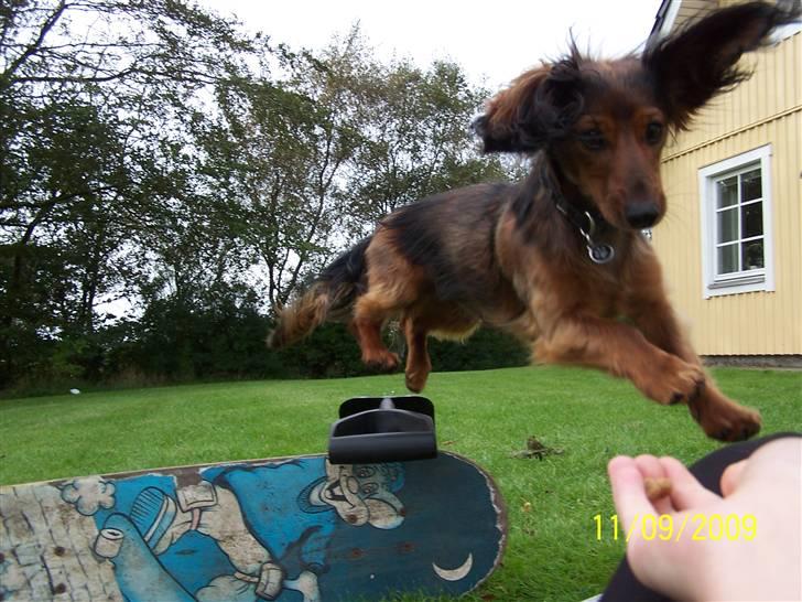 Gravhund Ernie billede 20